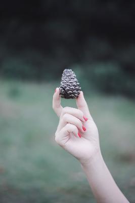 樱花动漫官方官网入口